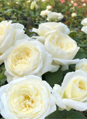 大花浓香月季扦插花苗伊芙婚礼之路纯白色玫瑰盆栽阳台观花植物