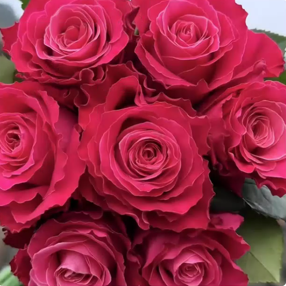 新品 电影明星 月季灌木大花直立 庭院阳台盆栽勤花 玫瑰花苗,鲜花速递/花卉仿真/绿植园艺,月季/蔷薇/玫瑰,淘宝优惠券,粉丝福利购,淘宝优惠卷