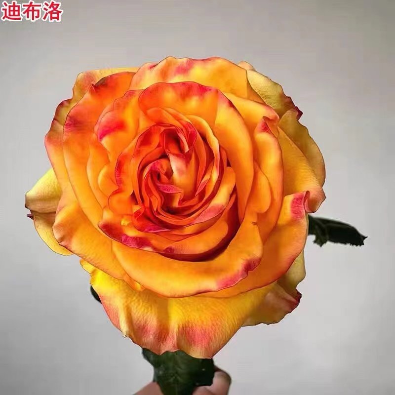 超新品迪布洛月季苗灌木大花切花玫瑰庭院阳台盆栽多季节开花,鲜花速递/花卉仿真/绿植园艺,月季/蔷薇/玫瑰,淘宝优惠券,粉丝福利购,淘宝优惠卷