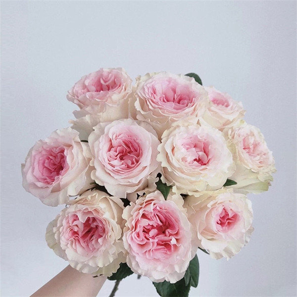 洛神新品盆栽切花进口玫瑰苗当年开花量大新手种植抗病强庭院月季,鲜花速递/花卉仿真/绿植园艺,月季/蔷薇/玫瑰,淘宝优惠券,粉丝福利购,淘宝优惠卷