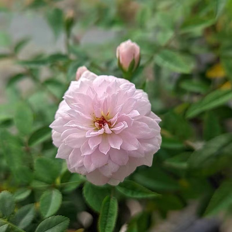 月瞳月季  姬月季  超微月季 稀有品种 小轮 迷你粉色 绿植盆栽,鲜花速递/花卉仿真/绿植园艺,月季/蔷薇/玫瑰,淘宝优惠券,粉丝福利购,淘宝优惠卷