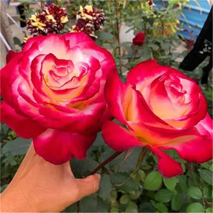 扦插花苗多季 月季 开花植物浓香大花玫瑰花卉 红双喜月季