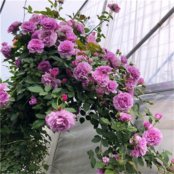 薰衣草花环 蓝紫色藤本月季扦插花苗微香庭院四季开花