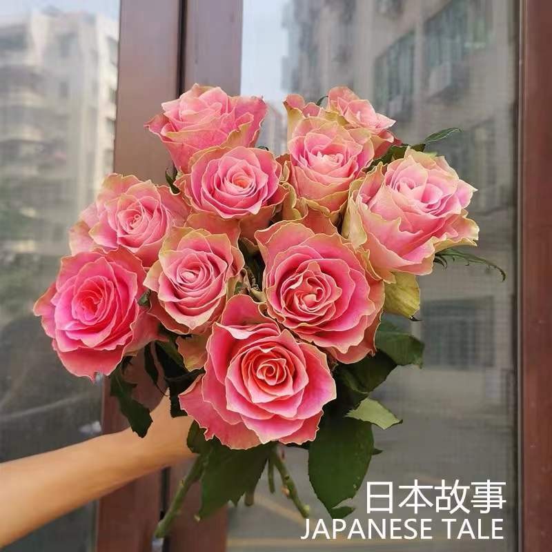 日本故事 日本超新品大花玫瑰苗盆栽切花月季
