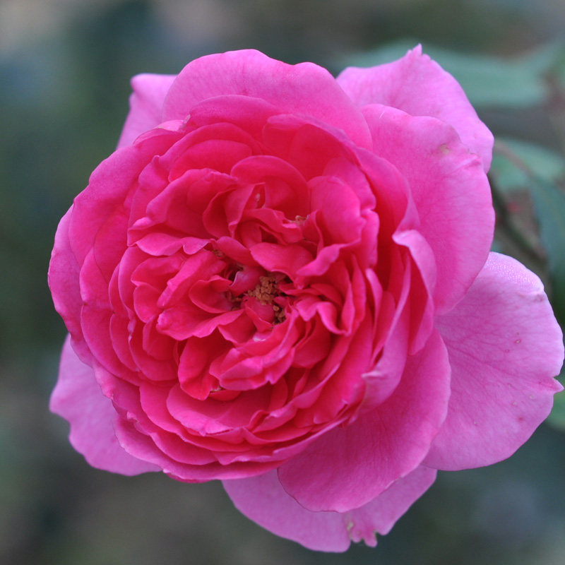 大游行大花藤本月季扦插花苗庭院阳台品种四季淡香蔷薇花卉小苗,鲜花速递/花卉仿真/绿植园艺,月季/蔷薇/玫瑰,淘宝优惠券,粉丝福利购,淘宝优惠卷