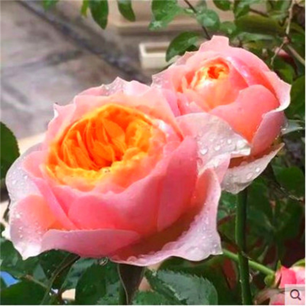 温柔珊瑚心灌木切花扦插月季多季勤开包子花卉盆栽花苗