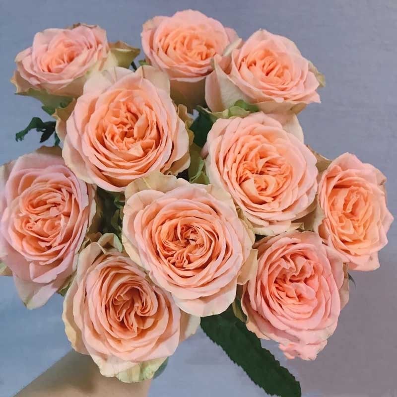 乡村小屋新品切花玫瑰月季苗盆栽地栽阳台庭院花卉小苗,鲜花速递/花卉仿真/绿植园艺,月季/蔷薇/玫瑰,淘宝优惠券,粉丝福利购,淘宝优惠卷