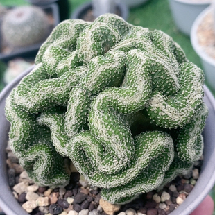菊水缀化实生