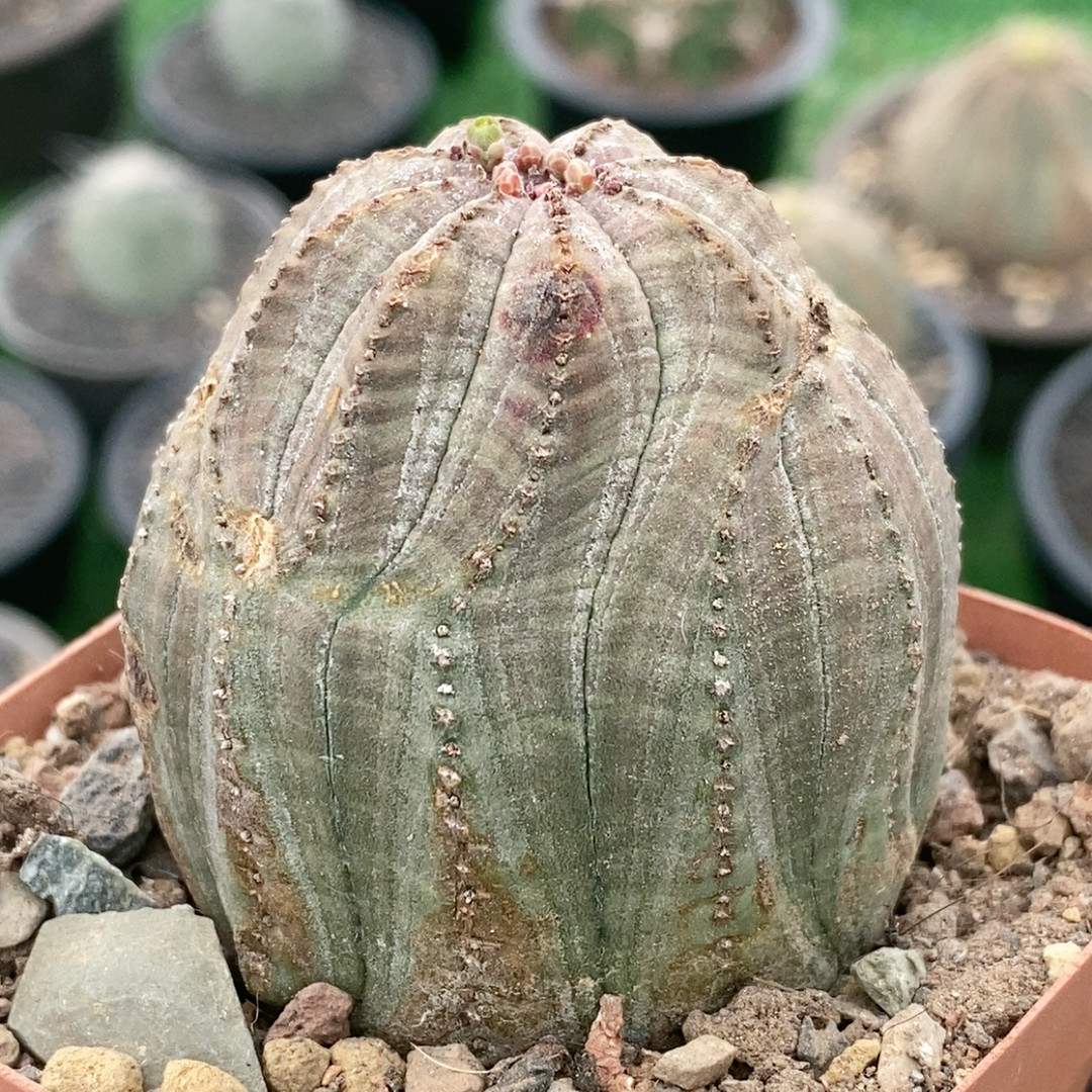 多棱布纹球自根,鲜花速递/花卉仿真/绿植园艺,多肉植物,淘宝优惠券,粉丝福利购,淘宝优惠卷