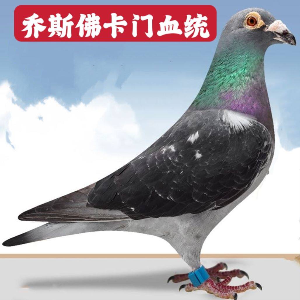 乔斯佛卡门血统黑皮信鸽种鸽一对