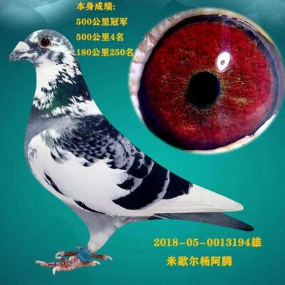 宠物鸟观赏鸽子活体纯种老国血李鸟吴淞西翁种鸽信鸽远程鸽