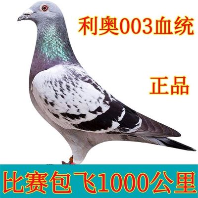 利奥003血统信鸽赛鸽比赛包飞1000公里种鸽幼鸽活的包邮