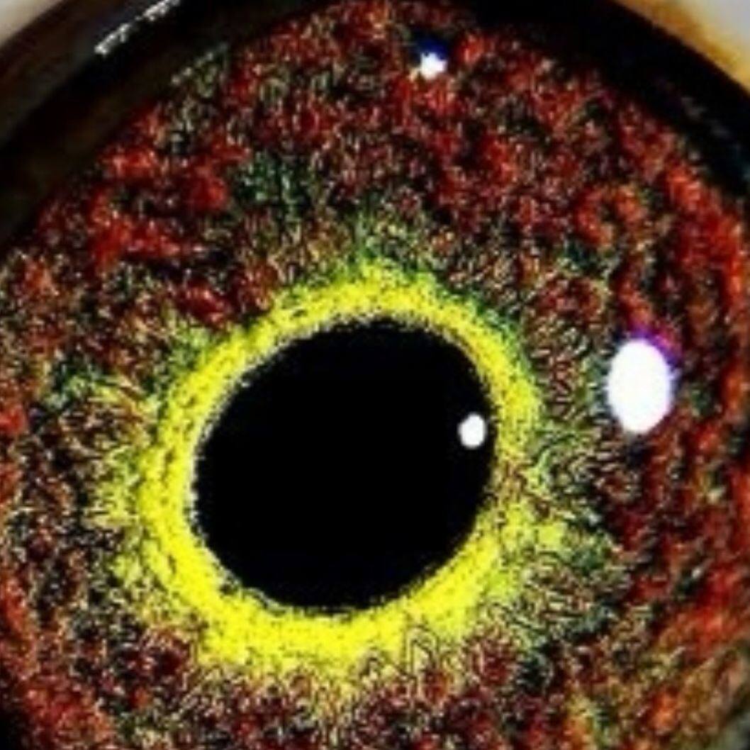 杨阿腾种鸽幼鸽成绩鸽血统鸽