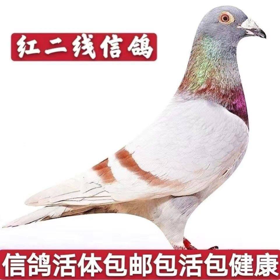 詹森血统红二线种鸽赛鸽血统鸽一对包邮