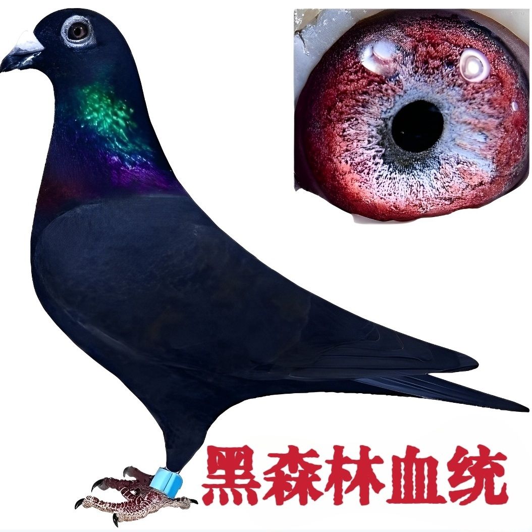 纯黑森林血统信鸽种鸽幼鸽青年鸽鸟