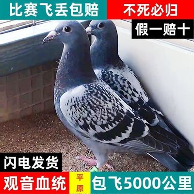 信鸽幼鸽成绩批发赛鸽一对鸽子公母血统活的鸽子2个月5000公里