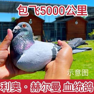 1万公里成绩詹森红狐血统利奥赫尔曼血统赛鸽血统鸽种鸽纯种鸽子