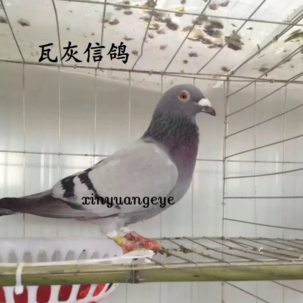 火凤凰鸽幼鸽信鸽黄金甲公棚比赛鸟