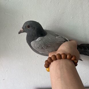 信鸽幼鸽正品瓦灰詹森成绩纯种鸽子赛鸽活体活物血统一对青年包活