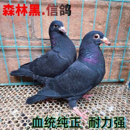 活体鸽子成绩幼鸽血统黑金刚一对信鸽赛鸽黑桑杰士代