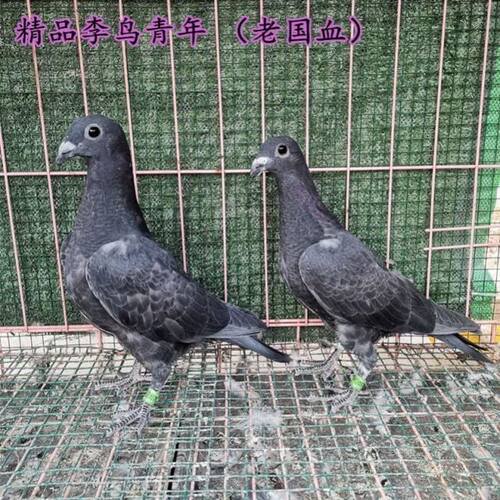 纯种老国血李鸟 青年吴淞种鸽大鼻子信鸽远程鸽信鸽李种超远程