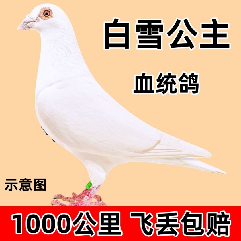 白雪公主血统赛鸽活的鸽子信鸽一公一母1000公里比赛飞丢包赔正品