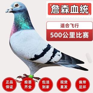 詹森血统赛鸽活的信鸽幼鸽公母一对成年种鸽千公里冠军鸽