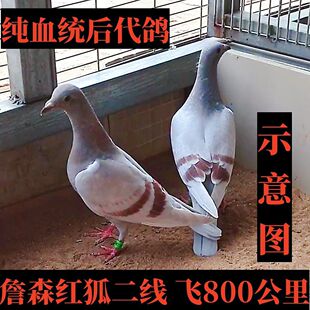 幼鸽活红红轮800二线赛鸽公里詹森血统信鸽鸽子鸽子一对