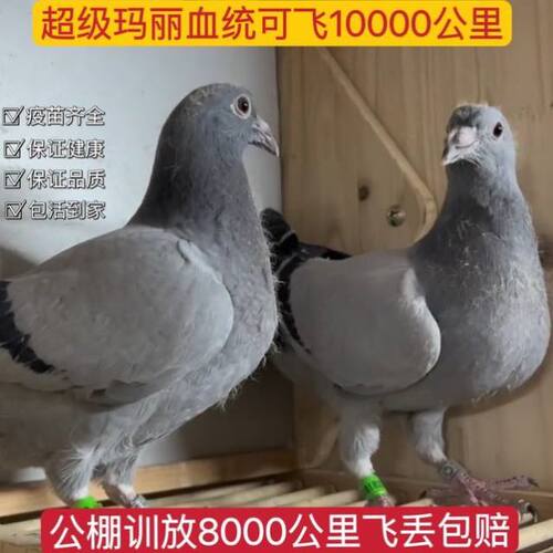 超级玛丽血统鸽詹森李鸟赛鸽信鸽千公里成绩鸽种鸽幼鸽鸽子活一对