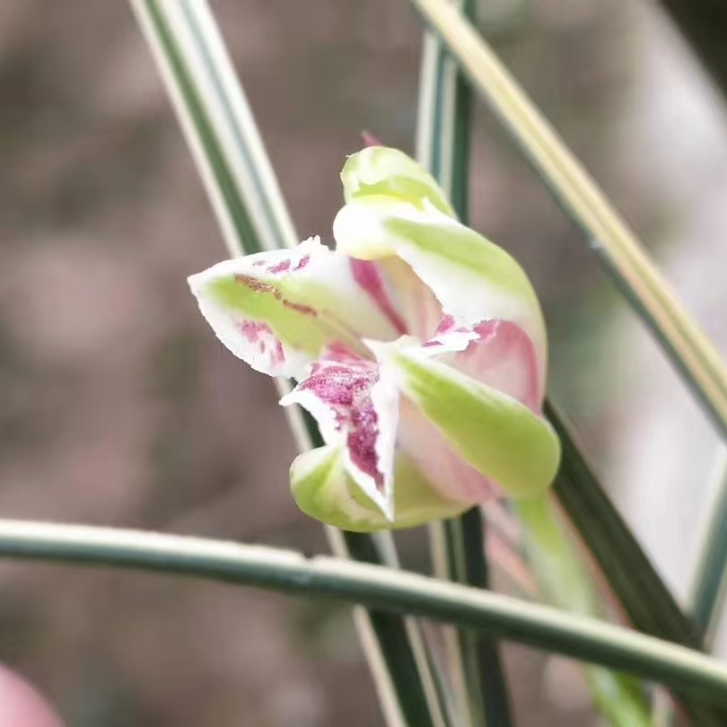 zb 蕙兰 红香妃 三星蝶（12月—4月带花苞）室内绿植花卉