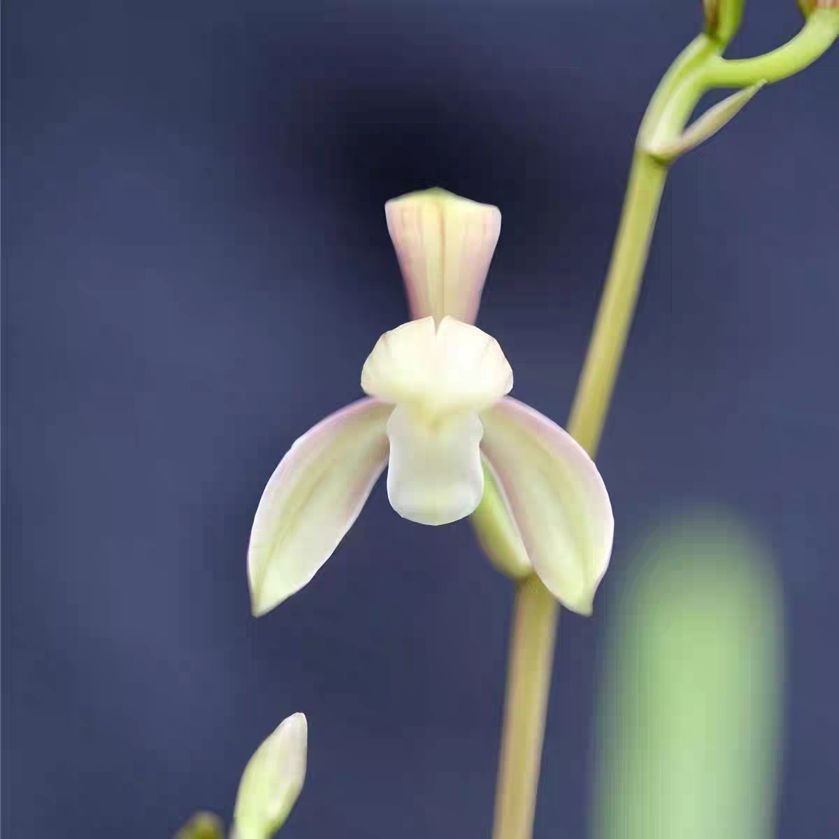 zb建兰 美人含羞（7月—11月1日带花苞）浓香好养型兰花