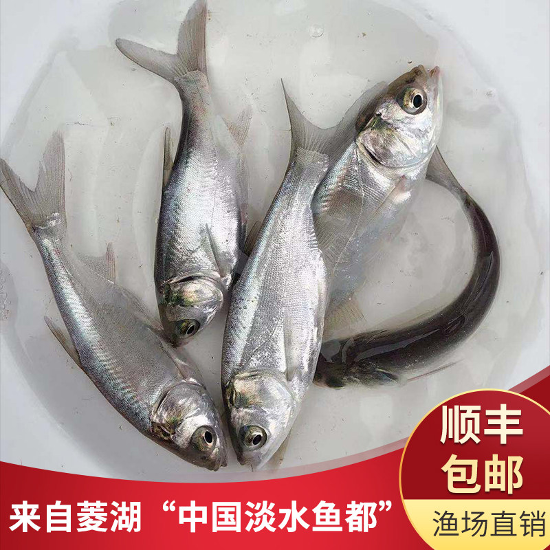 草鱼苗花鲢苗青鱼苗白鲢苗鲫鱼苗鳊鱼苗黄颡鱼甲鱼苗各种淡水鱼苗