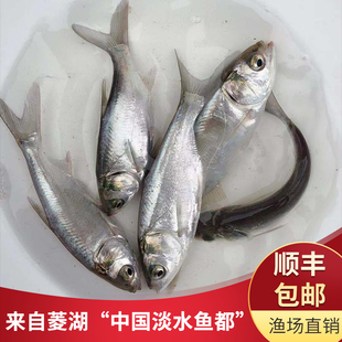 草鱼苗花鲢苗青鱼苗白鲢苗鲫鱼苗鳊鱼苗黄颡鱼甲鱼苗各种淡水鱼苗