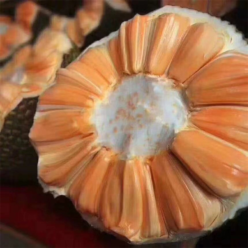 泰国红肉菠萝蜜干包厚肉香甜红肉当季新鲜水果现在现发广东包邮