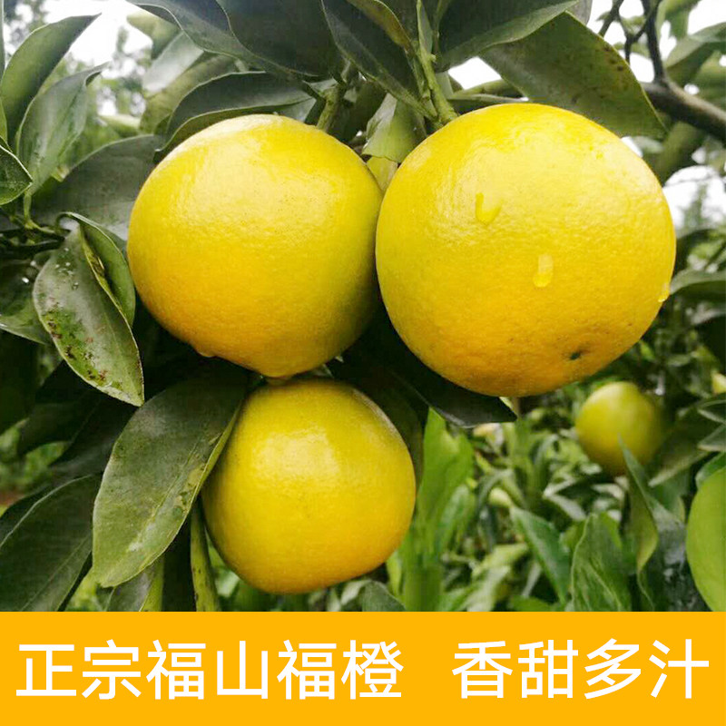 海南新鲜澄迈福橙子水果多汁酸甜非赣南脐橙孕妇10斤包邮当季现货