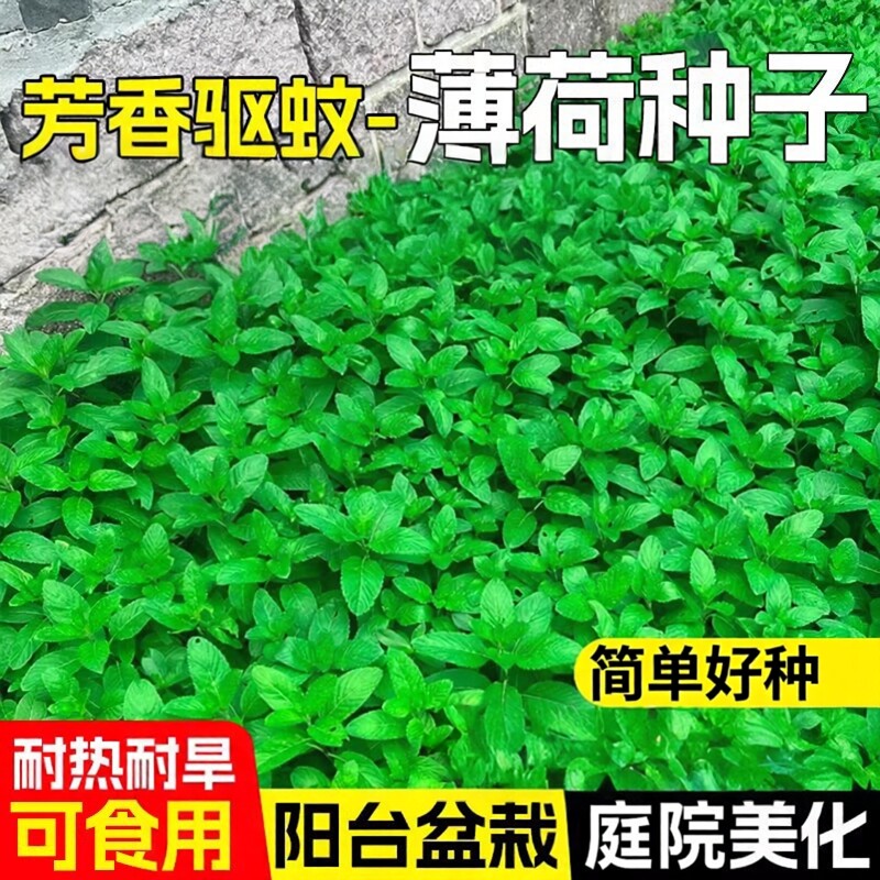 家用养植一些薄荷食用柠檬薄荷，空气净化剂
