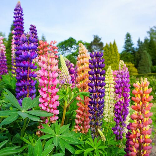 Perennial Drought-Tolerant Lupine Seeds for Balcony Garden