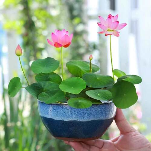 Bowl Lotus Seeds, Easy to Grow, Gorgeous & Beautiful Blooms