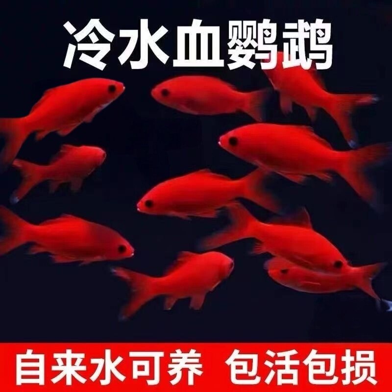 冷水鹦鹉鱼葡萄眼好养