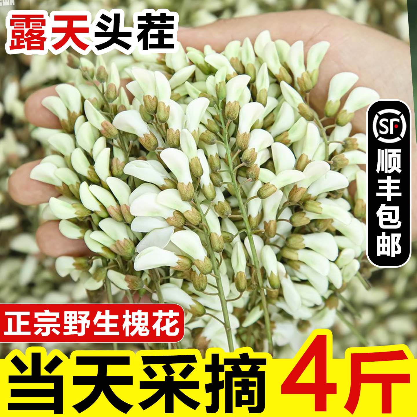 槐花新鲜2026洋槐花现摘当季时令蔬菜应季刺槐米花骨朵野菜杨槐花