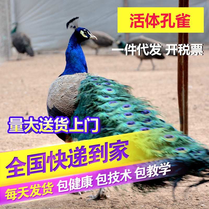 孔雀苗活体蓝孔雀 白孔雀 花孔雀公母现货观赏七彩宠物鸟一对包活