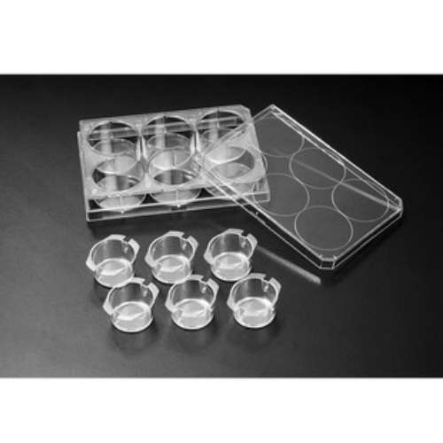 SPL life sciences36224插入式细胞培养器Transwell小室4个/箱