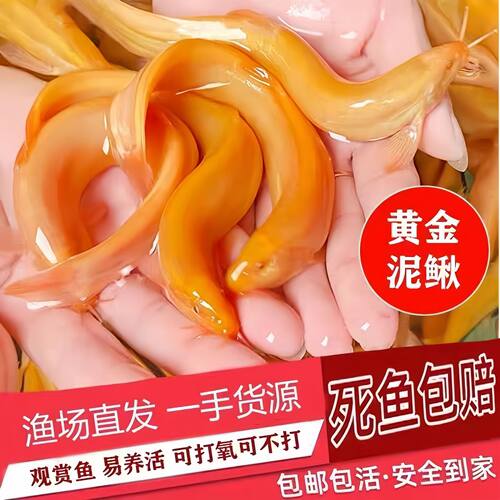 冷水清道夫工具鱼除藻除鱼粪