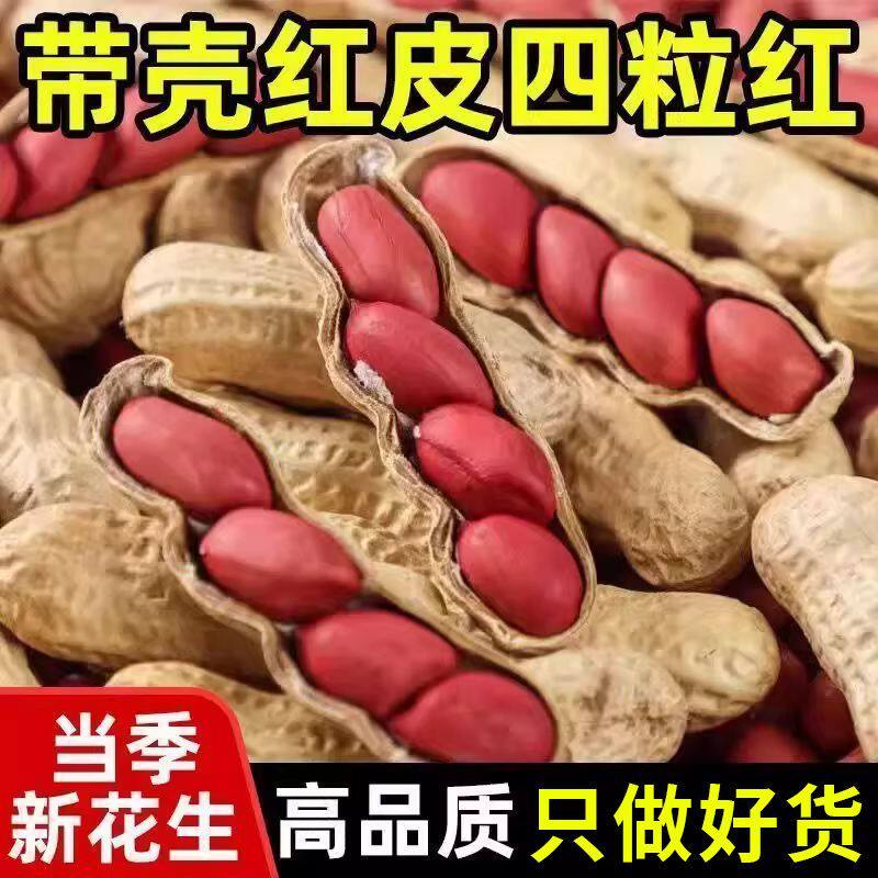 东北带壳红皮花生农家新货新鲜生的四粒红花生米农家自种颗颗精选
