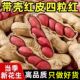 东北带壳红皮花生农家新货新鲜生 四粒红花生米农家自种颗颗精选