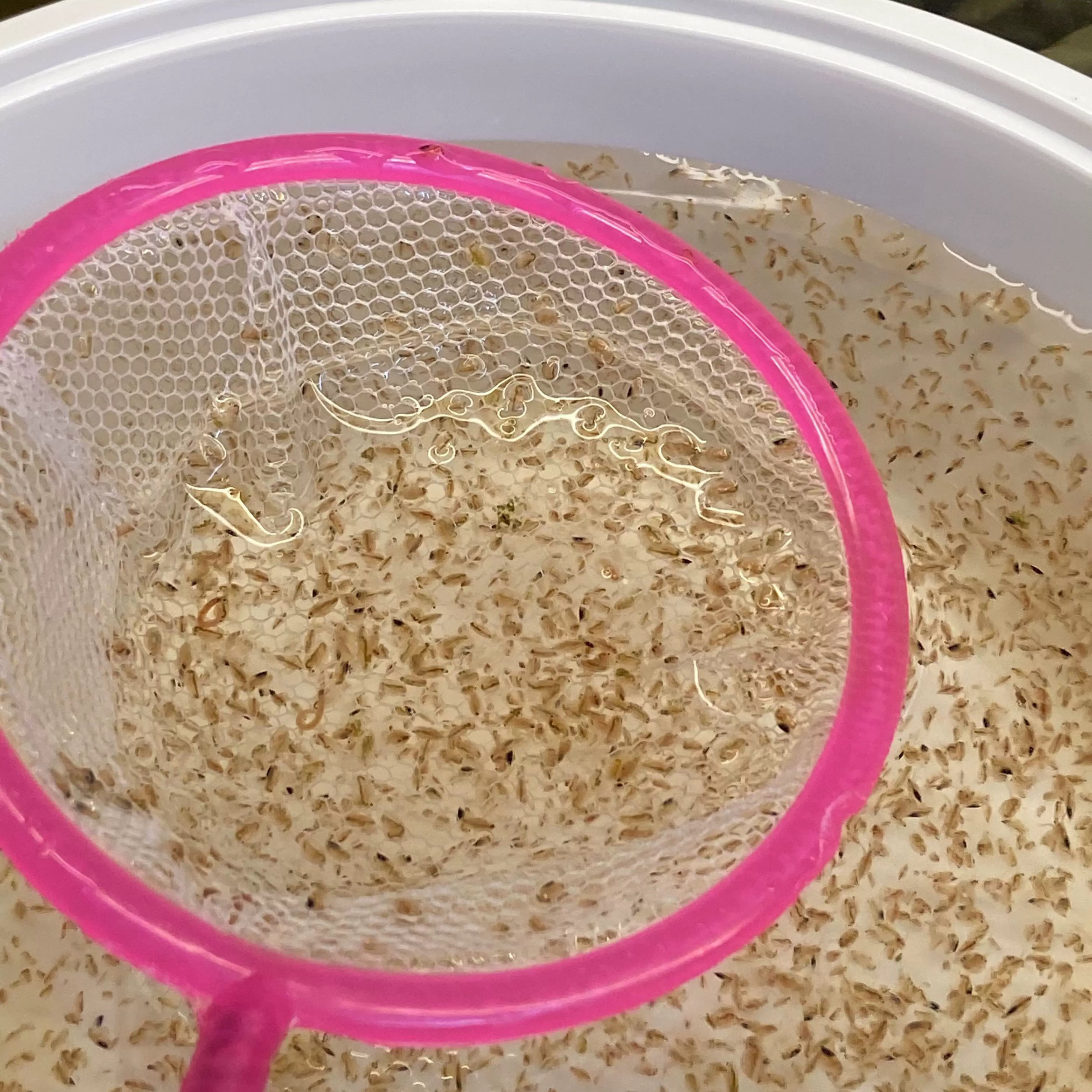 水蚤活体鱼虫蹦蹦虫水蚤活鱼虫可繁殖鱼苗开口活鱼虫大红大圆水蚤图片