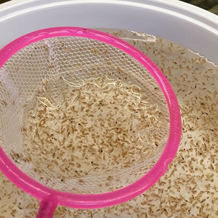水蚤活体鱼虫蹦蹦虫水蚤活鱼虫可繁殖鱼苗开口活鱼虫大红大圆水蚤