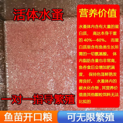 AiM活体水蚤鱼苗开口鱼食活食高蛋白不坏水水蛛水跳蚤水瘙