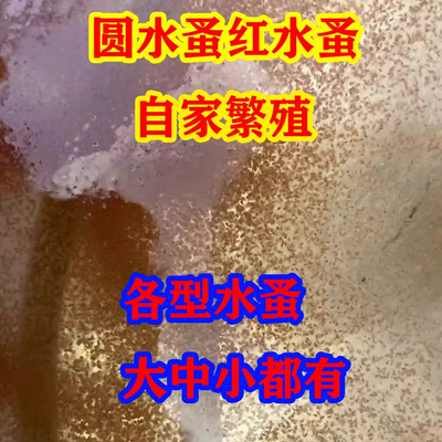 活体水蚤鱼虫圆水蚤种营养高可繁殖实验蹦蹦虫