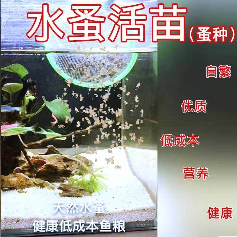 水蚤活体鱼虫鱼苗饲料鱼食红虫蹦蹦开口幼鱼繁殖斗鱼孔雀鱼活苗